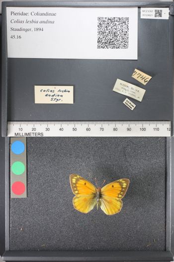 Media type: image;   Entomology 124621